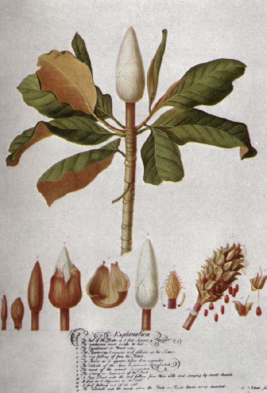 unknow artist Magnolia Altissima oil painting image